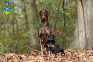 Mehr über den Artikel erfahren Dobermann Züchter und Welpen in Bautzen