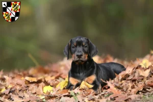 Mehr über den Artikel erfahren Dobermann Züchter und Welpen in Bayreuth