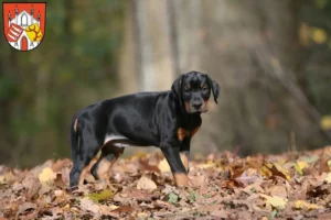 Mehr über den Artikel erfahren Dobermann Züchter und Welpen in Beeskow