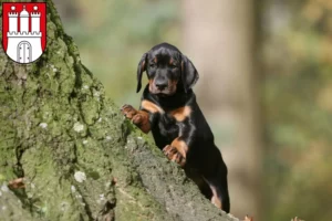 Mehr über den Artikel erfahren Dobermann Züchter und Welpen in Bergedorf