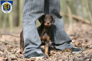 Mehr über den Artikel erfahren Dobermann Züchter und Welpen in Bergheim