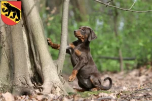 Mehr über den Artikel erfahren Dobermann Züchter und Welpen in Bern