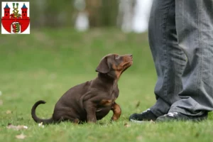 Mehr über den Artikel erfahren Dobermann Züchter und Welpen in Bernburg (Saale)