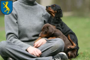 Mehr über den Artikel erfahren Dobermann Züchter und Welpen in Biberach an der Riß