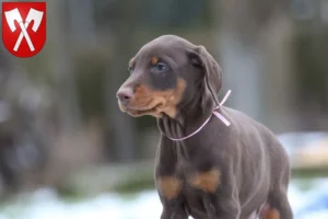Mehr über den Artikel erfahren Dobermann Züchter und Welpen in Biel