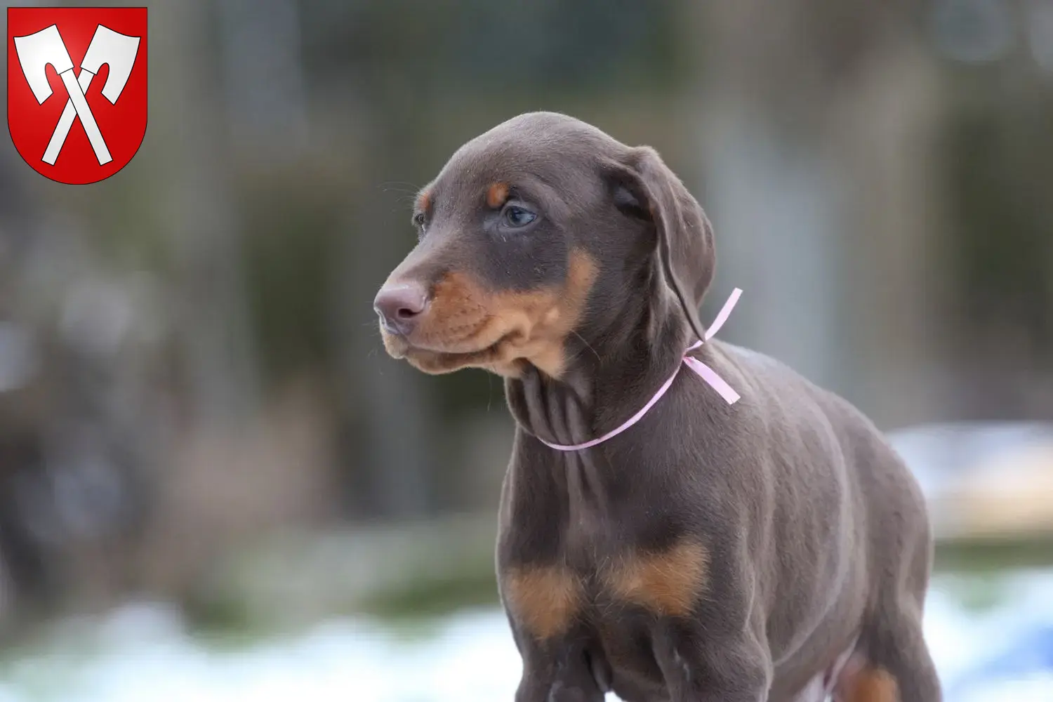 Dobermann Welpen und Züchter Biel Hier findest Du Dobermänner Züchter in Biel.