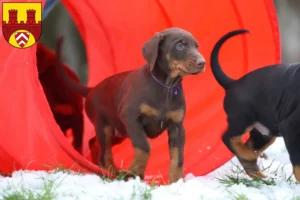 Mehr über den Artikel erfahren Dobermann Züchter und Welpen in Bielefeld