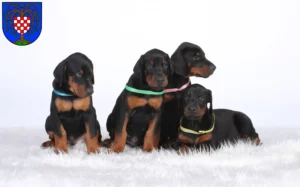 Mehr über den Artikel erfahren Dobermann Züchter und Welpen in Birkenfeld (Nahe)