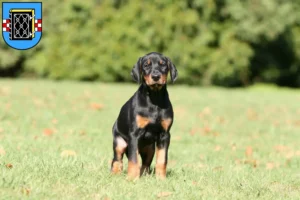 Mehr über den Artikel erfahren Dobermann Züchter und Welpen in Bochum