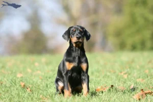 Mehr über den Artikel erfahren Dobermann Züchter und Welpen am Bodensee