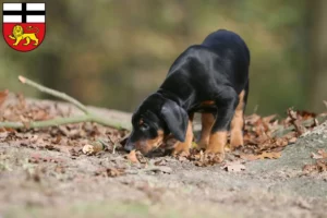 Mehr über den Artikel erfahren Dobermann Züchter und Welpen in Bonn