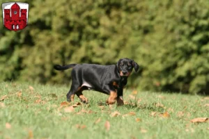 Mehr über den Artikel erfahren Dobermann Züchter und Welpen in Borken