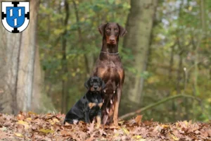 Mehr über den Artikel erfahren Dobermann Züchter und Welpen in Bottrop
