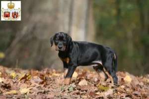 Mehr über den Artikel erfahren Dobermann Züchter und Welpen in Brandenburg an der Havel