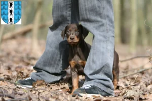 Mehr über den Artikel erfahren Dobermann Züchter und Welpen in Bregenz