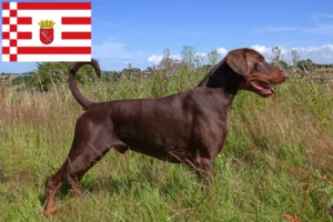 Mehr über den Artikel erfahren Dobermann Züchter und Welpen in Bremen