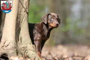 Mehr über den Artikel erfahren Dobermann Züchter und Welpen in Bremerhaven