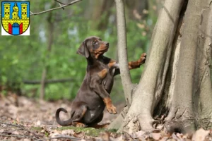 Mehr über den Artikel erfahren Dobermann Züchter und Welpen in Burg (bei Magdeburg)