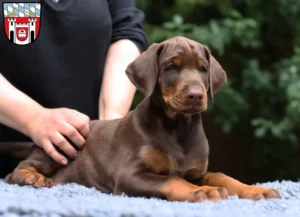 Mehr über den Artikel erfahren Dobermann Züchter und Welpen in Cham (Oberpfalz)