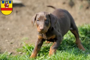 Mehr über den Artikel erfahren Dobermann Züchter und Welpen in Cloppenburg