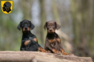 Mehr über den Artikel erfahren Dobermann Züchter und Welpen in Coburg