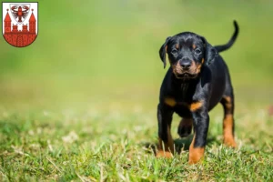 Mehr über den Artikel erfahren Dobermann Züchter und Welpen in Cottbus