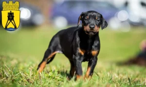 Mehr über den Artikel erfahren Dobermann Züchter und Welpen in Cuxhaven