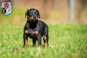 Mehr über den Artikel erfahren Dobermann Züchter und Welpen in Dachau