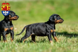Mehr über den Artikel erfahren Dobermann Züchter und Welpen in Darmstadt