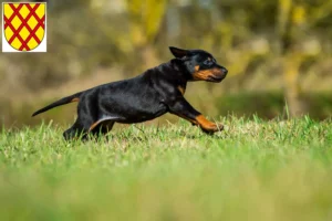 Mehr über den Artikel erfahren Dobermann Züchter und Welpen in Daun
