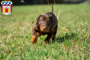 Mehr über den Artikel erfahren Dobermann Züchter und Welpen in Deggendorf