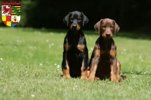 Mehr über den Artikel erfahren Dobermann Züchter und Welpen in Dessau-Roßlau