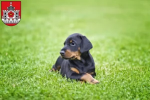 Mehr über den Artikel erfahren Dobermann Züchter und Welpen in Detmold