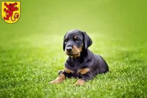 Mehr über den Artikel erfahren Dobermann Züchter und Welpen in Diepholz
