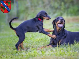 Mehr über den Artikel erfahren Dobermann Züchter und Welpen in Dietzenbach