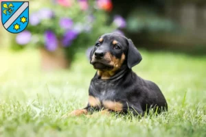 Mehr über den Artikel erfahren Dobermann Züchter und Welpen in Dillingen an der Donau