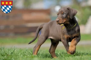 Mehr über den Artikel erfahren Dobermann Züchter und Welpen in Dingolfing