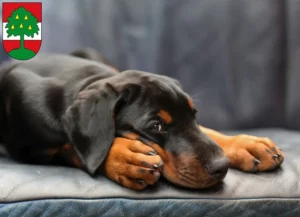 Mehr über den Artikel erfahren Dobermann Züchter und Welpen in Dornbirn
