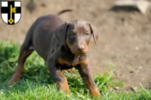 Mehr über den Artikel erfahren Dobermann Züchter und Welpen in Dorsten
