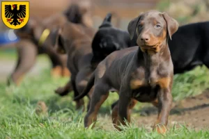 Mehr über den Artikel erfahren Dobermann Züchter und Welpen in Dortmund