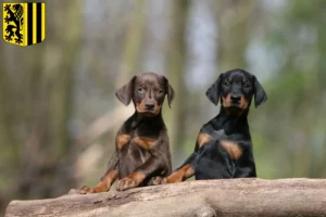 Mehr über den Artikel erfahren Dobermann Züchter und Welpen in Dresden