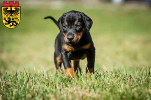 Mehr über den Artikel erfahren Dobermann Züchter und Welpen in Düren