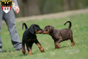 Mehr über den Artikel erfahren Dobermann Züchter und Welpen in Duisburg