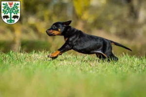 Mehr über den Artikel erfahren Dobermann Züchter und Welpen in Eberswalde