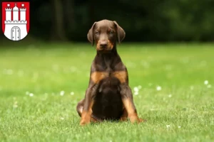 Mehr über den Artikel erfahren Dobermann Züchter und Welpen in Eimsbüttel