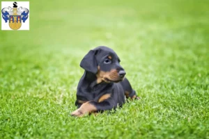 Mehr über den Artikel erfahren Dobermann Züchter und Welpen in Eisenberg (Thüringen)