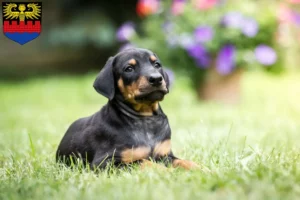Mehr über den Artikel erfahren Dobermann Züchter und Welpen in Emden