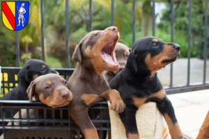 Mehr über den Artikel erfahren Dobermann Züchter und Welpen in Emmendingen