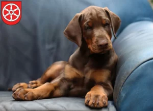 Mehr über den Artikel erfahren Dobermann Züchter und Welpen in Erfurt