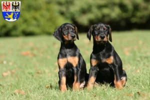 Mehr über den Artikel erfahren Dobermann Züchter und Welpen in Erlangen